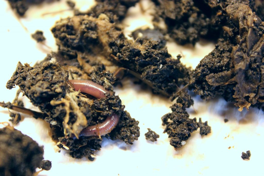 wurmkiste bio blog abfall müll würmer kompost kompostierung vegan