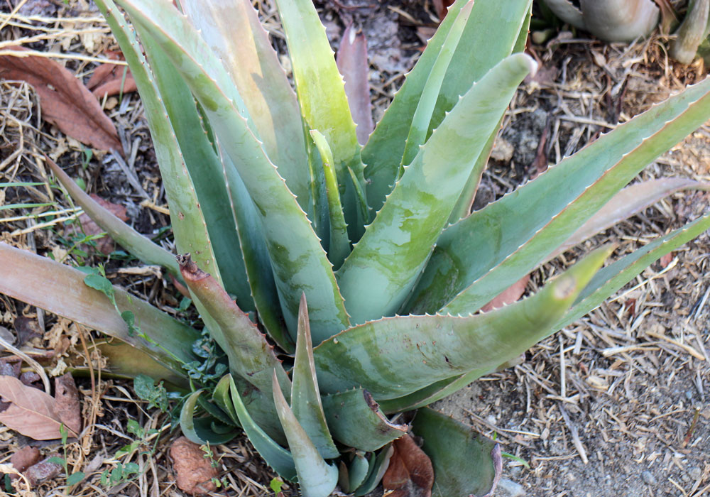 DIY: Was man alles mit einem Aloe Vera-Blatt machen kann - Bio Blog