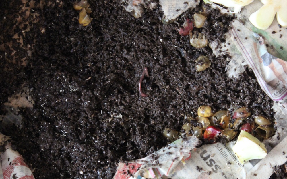 Wurmkiste wurmcafe wurmbox kompost wurmkompost anleitung selber bauen würmer küchenabfall futter 3