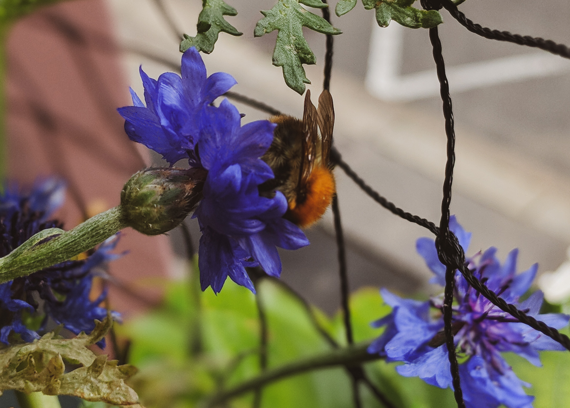 bio blog denns mandy erbse huth stadtbalkon balkon bienen wildbienen bienenfreundliche pflanzen blumen (4)
