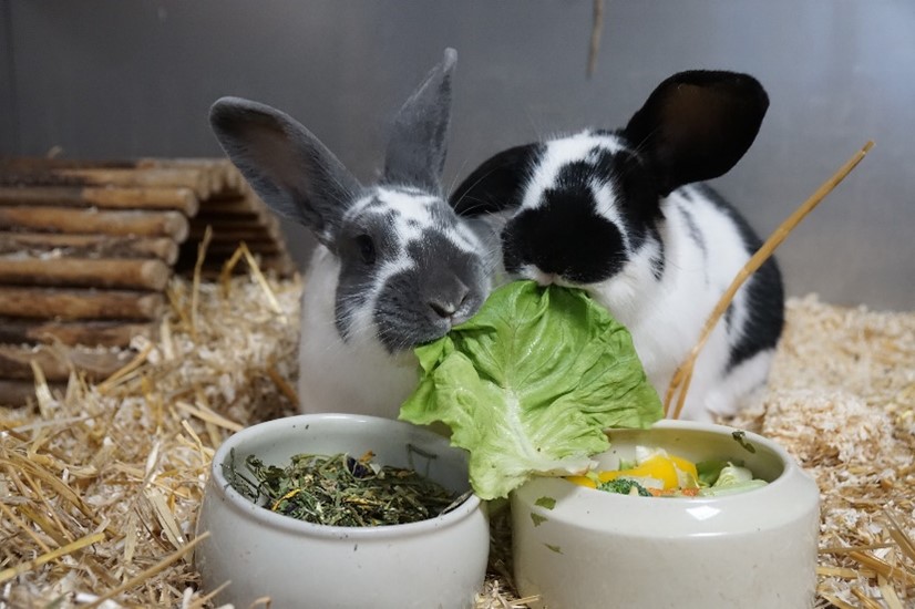 Unser Engagement für mehr Lebensmittelwertschätzung: Zwei Hasen vom Tierschutzverein Schwandorf knabbern an einem Salatblatt.